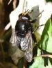 Merodon equestris